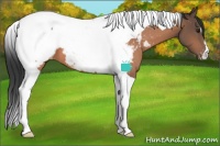 Horse Color:Brown Tobiano Appaloosa 