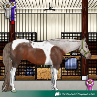 Horse Color:Liver Chestnut Tobiano 