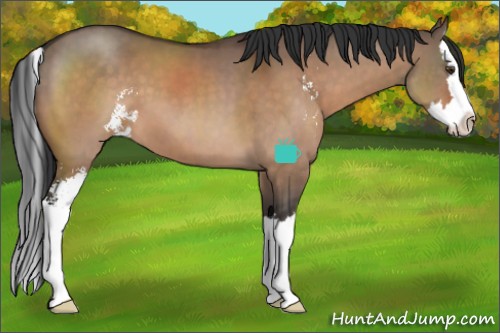 Horse Color:Brown Dun Sabino Splash 