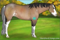 Horse Color:Brown Dun Sabino Splash