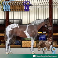 Horse Color:Liver Chestnut Tobiano