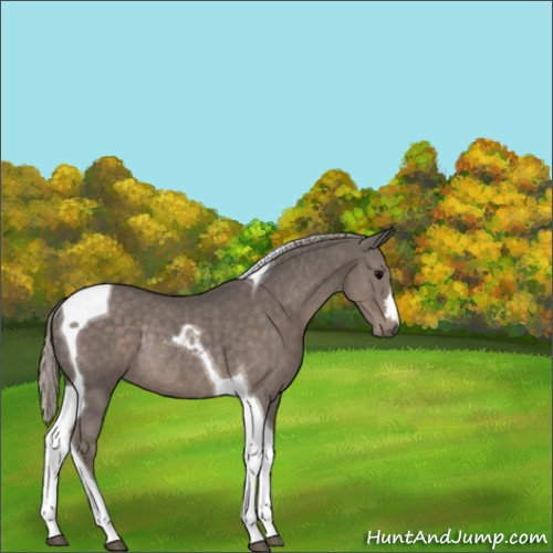Horse Color:Silver Black Tobiano Rabicano 