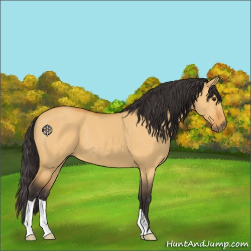 Horse Color:Buckskin Dun 