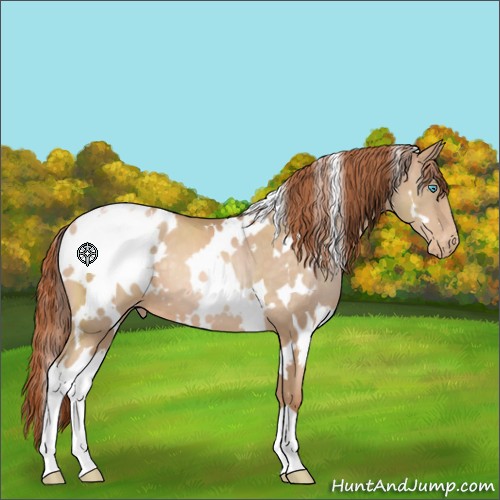 Horse Color:White Spotted Buckskin Pearl Appaloosa 