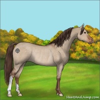 Horse Color:Liver Red Dun Rabicano