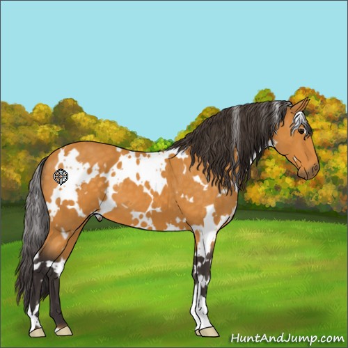 Horse Color:White Spotted Buckskin 