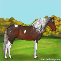 Horse Color:Silver Brown Tobiano 