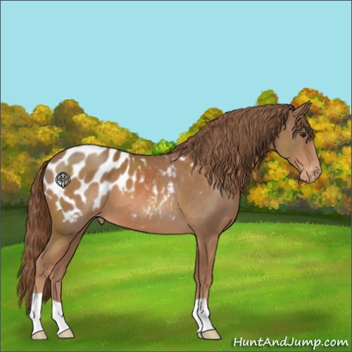 Horse Color:Chestnut Appaloosa 