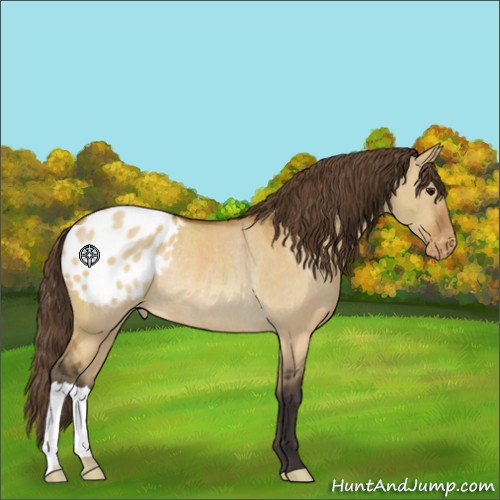 Horse Color:Buckskin Dun Appaloosa Rabicano 
