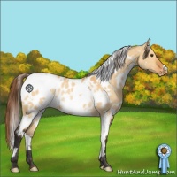 Horse Color:White Spotted Buckskin Dun Blanket Rabicano