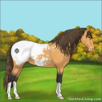 Horse Color:Buckskin Snowcap