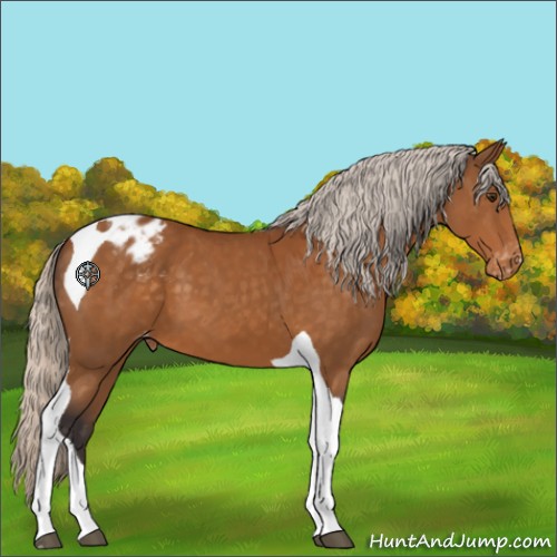 Horse Color:Silver Buckskin Tobiano Appaloosa 