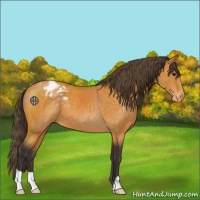Horse Color:Buckskin Blanket
