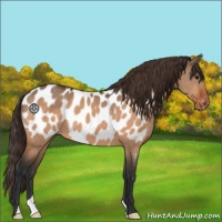 Horse Color:Bay Dun Appaloosa 
