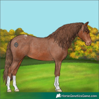 Horse Color:Chestnut Appaloosa 