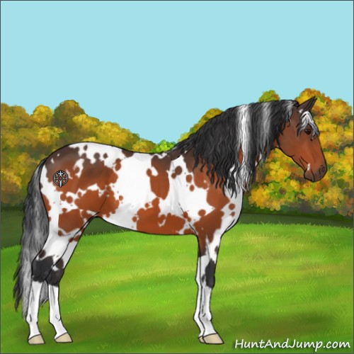 Horse Color:White Spotted Bay 