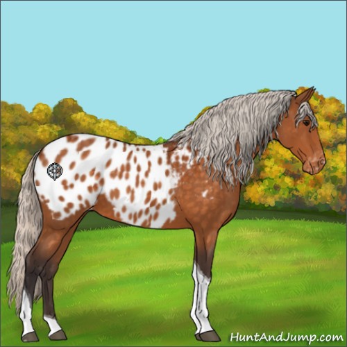 Horse Color:Silver Buckskin Tobiano Appaloosa