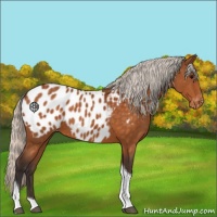 Horse Color:Silver Buckskin Tobiano Appaloosa