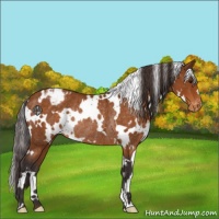 Horse Color:White Spotted Buckskin Varnish Rabicano 