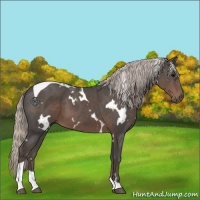 Horse Color:White Spotted Silver Black Tobiano 