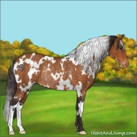 Horse Color:White Spotted Buckskin Appaloosa Rabicano