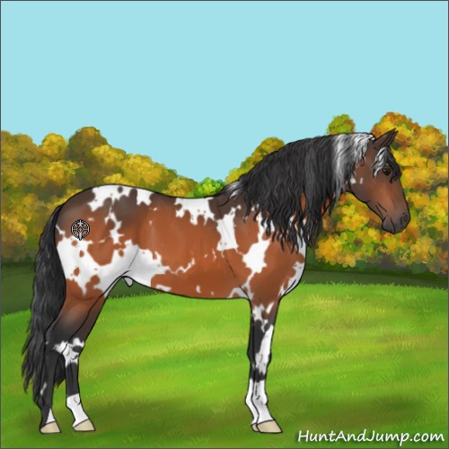 Horse Color:White Spotted Bay 