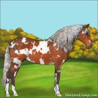 Horse Color:White Spotted Silver Bay 