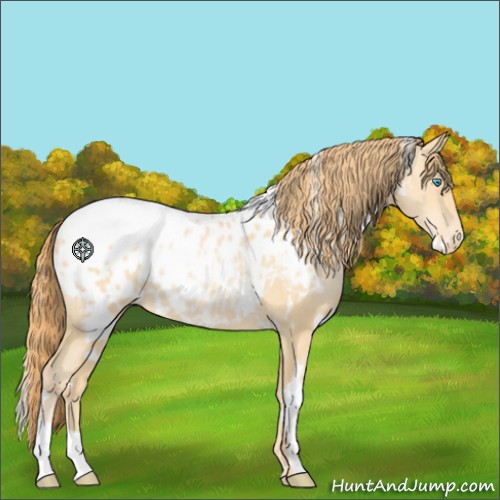 Horse Color:White Spotted Buckskin Pearl Appaloosa 