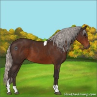 Horse Color:Silver Brown Sabino Tobiano 