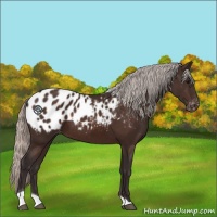 Horse Color:Silver Brown Tobiano Appaloosa