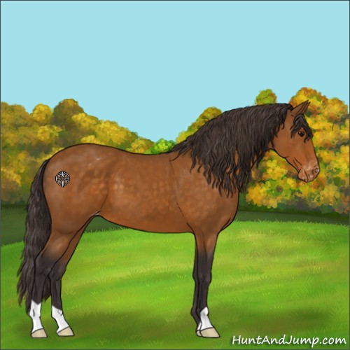 Horse Color:Buckskin Varnish 