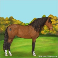 Horse Color:Buckskin Varnish 