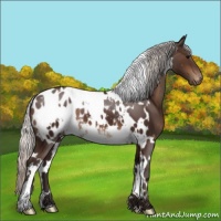 Horse Color:White Spotted Silver Brown Appaloosa 