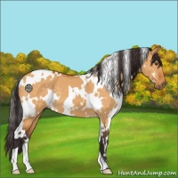 Horse Color:White Spotted Buckskin Dun 