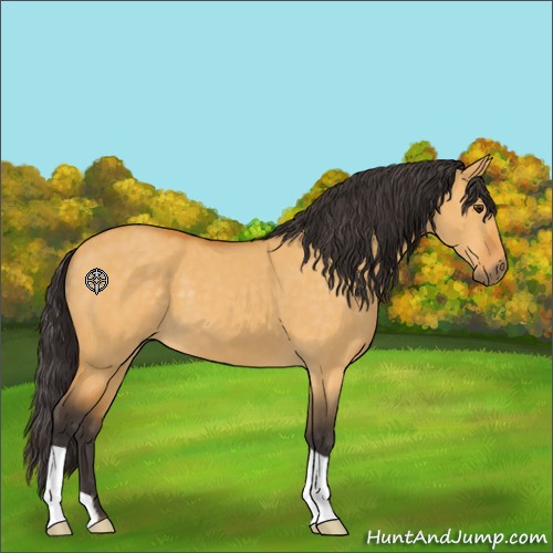 Horse Color:Buckskin Dun 