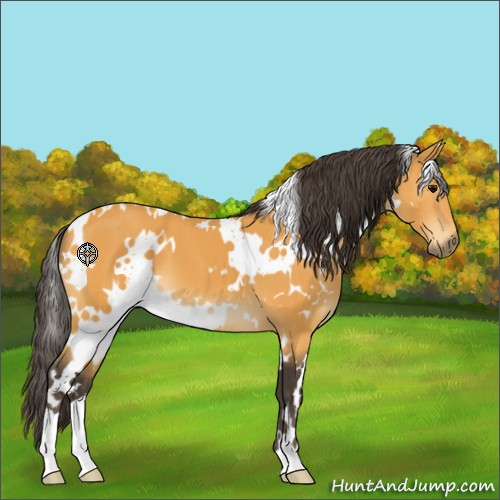 Horse Color:White Spotted Buckskin