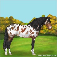 Horse Color:Brown Appaloosa