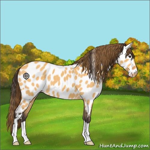Horse Color:Buckskin Dun Near Leopard 