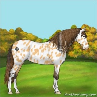 Horse Color:Buckskin Dun Near Leopard 