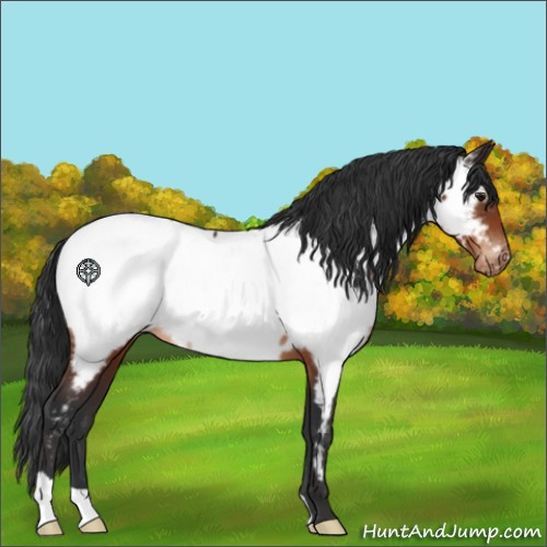Horse Color:Brown Near Fewspot Rabicano
