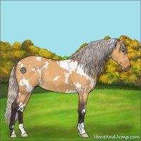 Horse Color:White Spotted Silver Buckskin Dun 