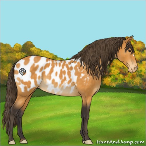 Horse Color:Buckskin Appaloosa 
