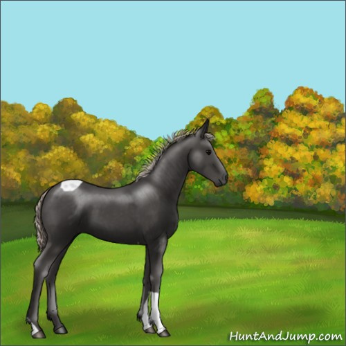 Horse Color:Silver Black Tobiano