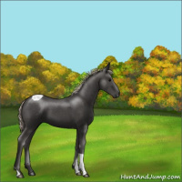 Horse Color:Silver Black Tobiano 