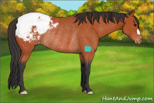 Horse Color:Bay Appaloosa Rabicano 