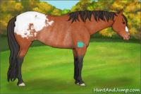 Horse Color:Bay Appaloosa Rabicano