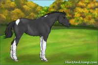 Horse Color:Black Tobiano Rabicano 
