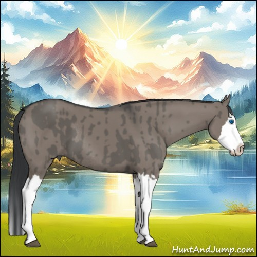 Horse Color:Grullo Sabino Splash  and Grullo Sabino Splash Rabicano 