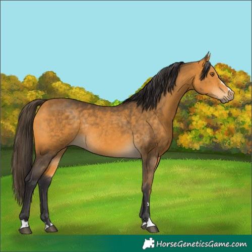 Horse Color:Buckskin Rabicano