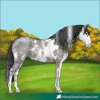 Horse Color:White Spotted Grullo Sabino 